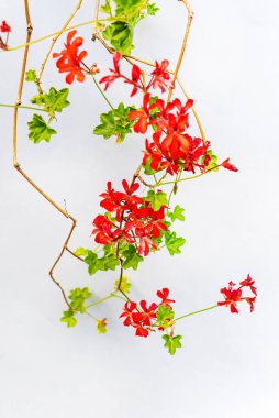 Beyaz renkte pelargonyum çiçekleri 