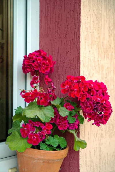 Pelargonien Blühen Topf — Stockfoto