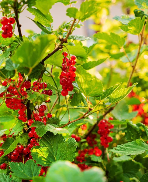 Red Currant Garden — Stock Photo, Image