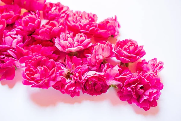 Rose Fresche Sullo Sfondo Bianco — Foto Stock