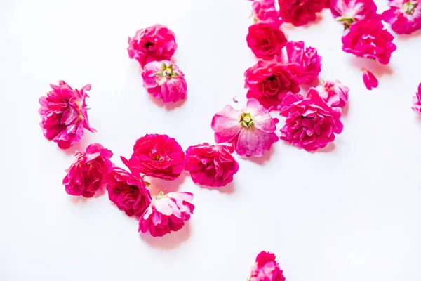 Rose Fresche Sullo Sfondo Bianco — Foto Stock