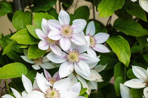 Kwiaty Clematis Ogrodzie — Zdjęcie stockowe