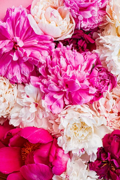 Красочные Пионы Розовом Фоне — стоковое фото