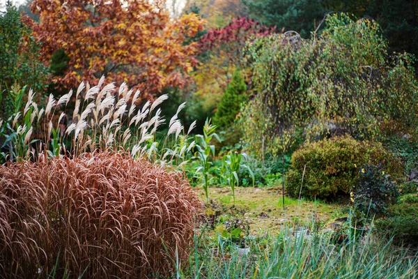 Autumn Garden Different Plants — Stock Photo, Image