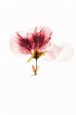 Beyaz arka planda kurumuş çiçekler