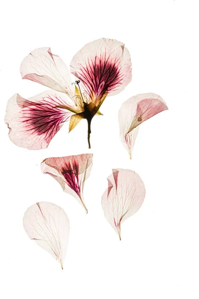 Sušené Květiny Bílém Pozadí — Stock fotografie