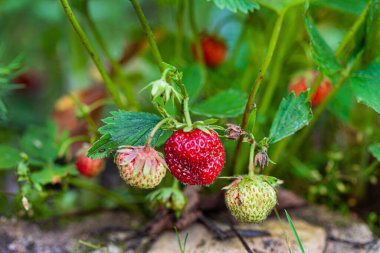 Bahçede olgun çilekler