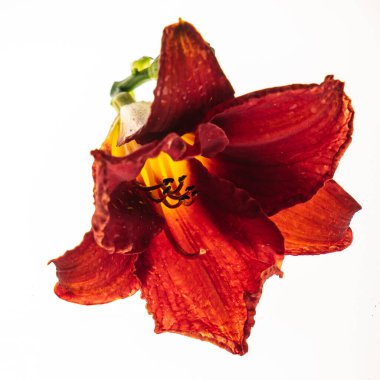 Beyaz arka planda taze çiçek