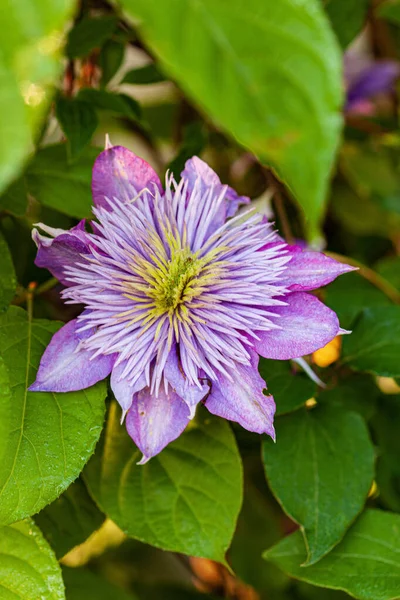 Clematis Цветы Саду — стоковое фото