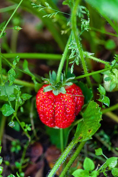 Reife Erdbeeren Garten — Stockfoto