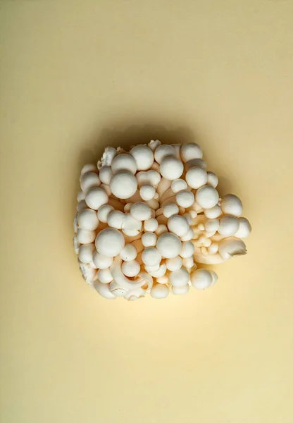 Champignons Enoki Blancs Vue Sur Dessus — Photo