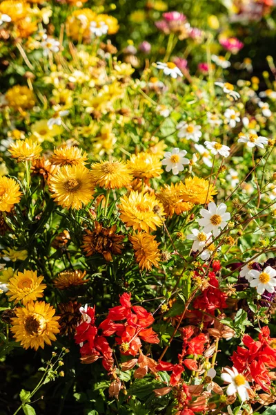Petit Jardin Urbain Avec Fleurs — Photo