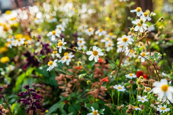 Pequeño Jardín Urbano Con Flores — Foto de Stock