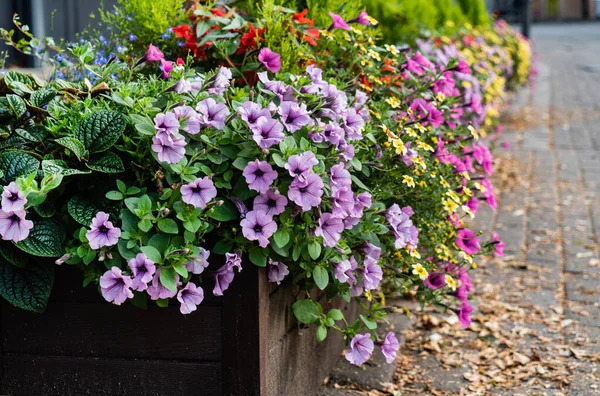 Kleiner Städtischer Garten Mit Blumen — Stockfoto