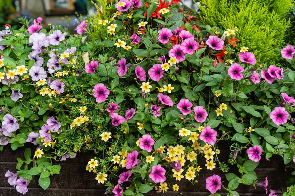 Piccolo Giardino Urbano Con Fiori — Foto Stock