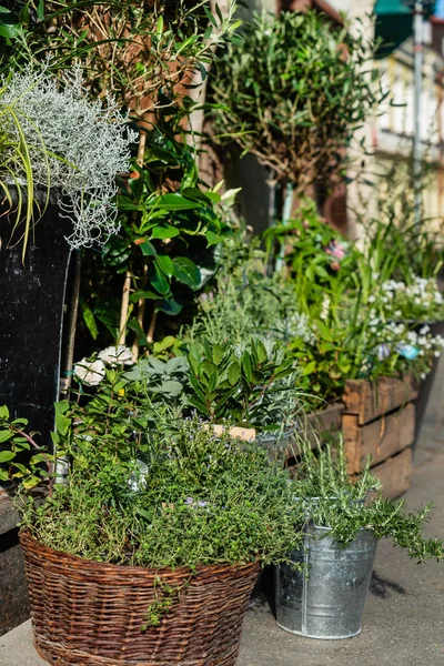 Kleiner Städtischer Garten Mit Blumen — Stockfoto