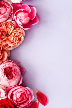 Güzel taze güller, güzel manzara.