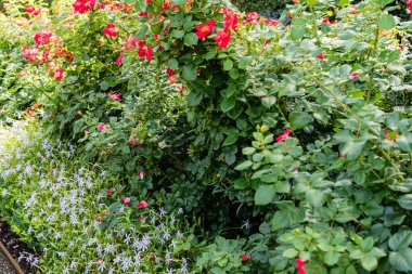 İsveç 'te yaz bahçesi