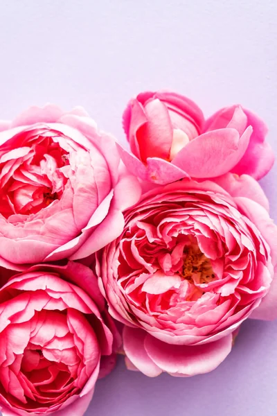 Nice Pink Roses Top View — Stock Photo, Image