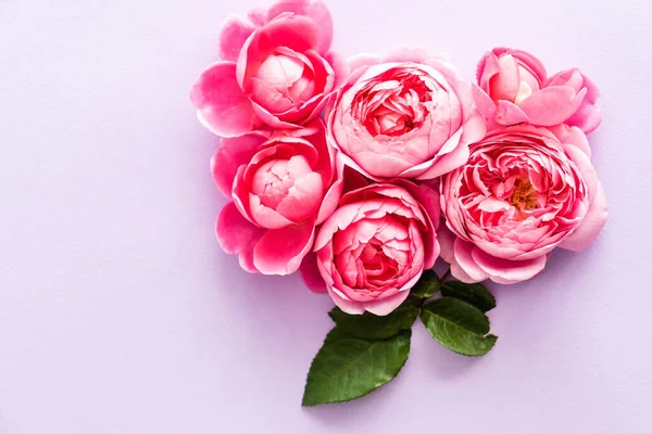 Nice Pink Roses Top View — Stock Photo, Image