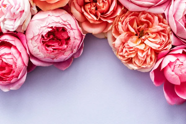 Nice Fresh Roses Close — Stock Photo, Image