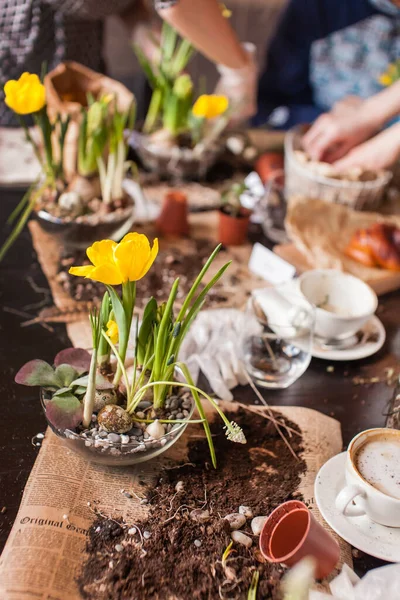 Gärtner Pflanzt Frühlingsblume Gewächshaus — Stockfoto