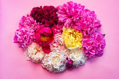 Pembe arka planda renkli şakayıklar