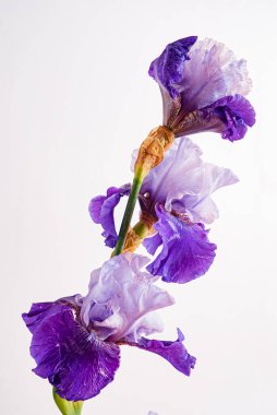 İris beyazda izole edilmiş.