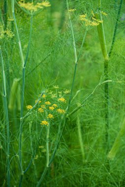 Bahçedeki taze dereotları.