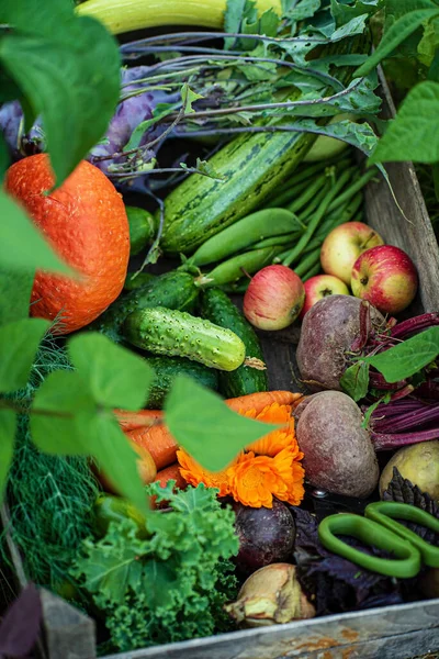 Świeże Organiczne Substancje Roślinne Pudełku — Zdjęcie stockowe