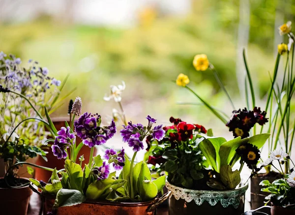 Lentebloemen Potten — Stockfoto