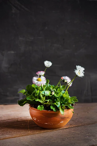 Marigold Kwiaty Garnku — Zdjęcie stockowe