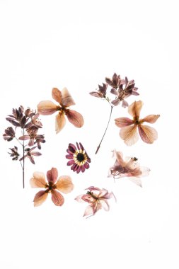 Beyaz arkaplanda kuru çiçekler