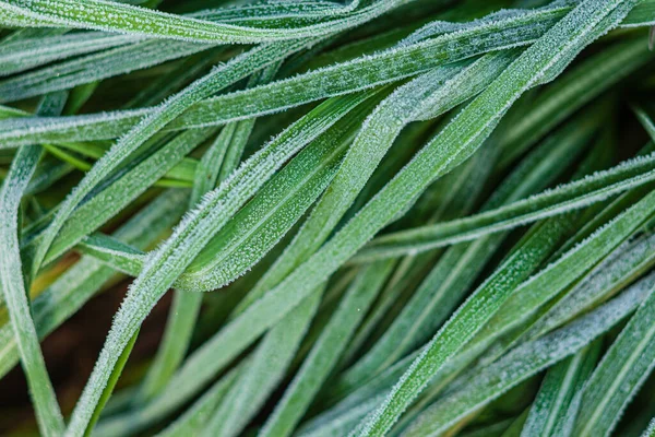 Plantes Congelées Dans Jardin — Photo