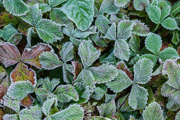 庭の冷凍植物は — ストック写真