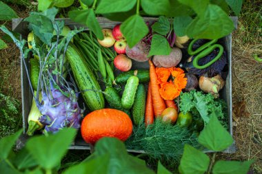 Kutuda taze organik sebzeler