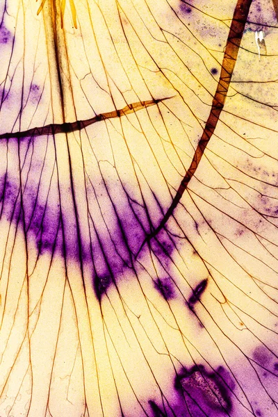 Pétale Iris Sur Fond Blanc — Photo