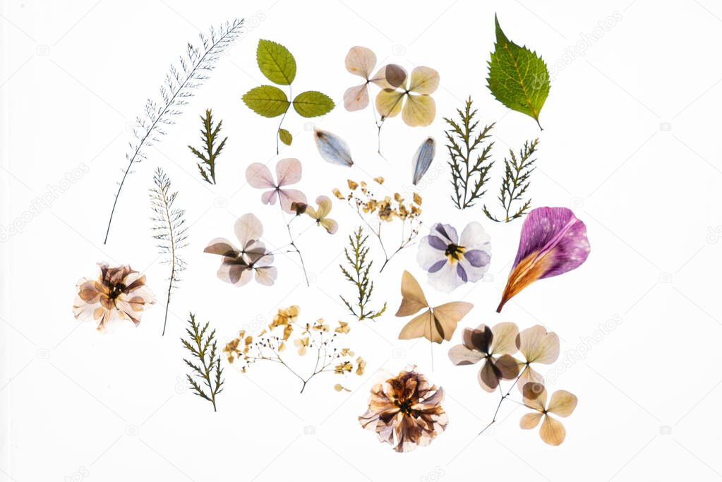 dry flowers on the white background