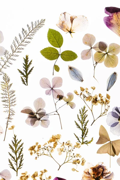 Dry Flowers White Background — Stock Photo, Image