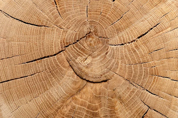 Árvore Corte Redondo Com Anéis Anuais Textura Madeira Antiga Fundo — Fotografia de Stock