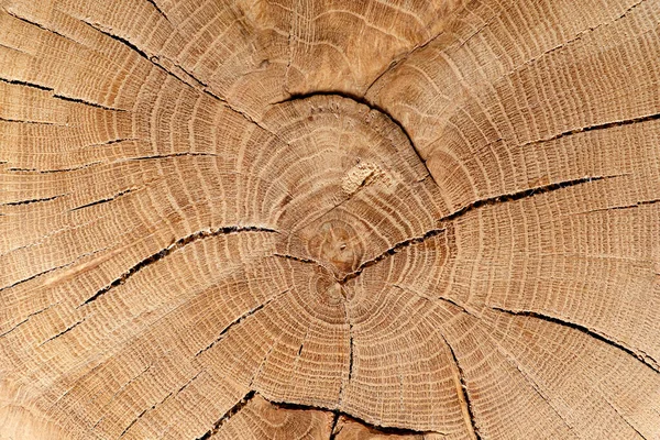 Okrągłe Ścięte Drzewo Pierścieniami Rocznymi Tekstura Starego Drewna Abstrakcyjne Tło — Zdjęcie stockowe