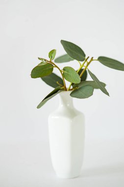 beyaz vazoda okaliptüs dalları