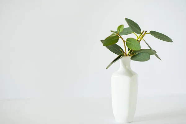 Eucalyptus Branches White Vase — Stock Photo, Image
