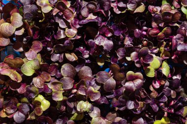 Kutudaki genç mor turp