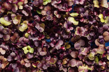 Kutudaki genç mor turp