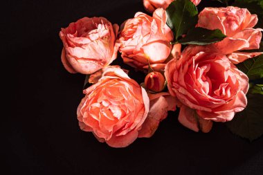 Siyah arkaplanda güller