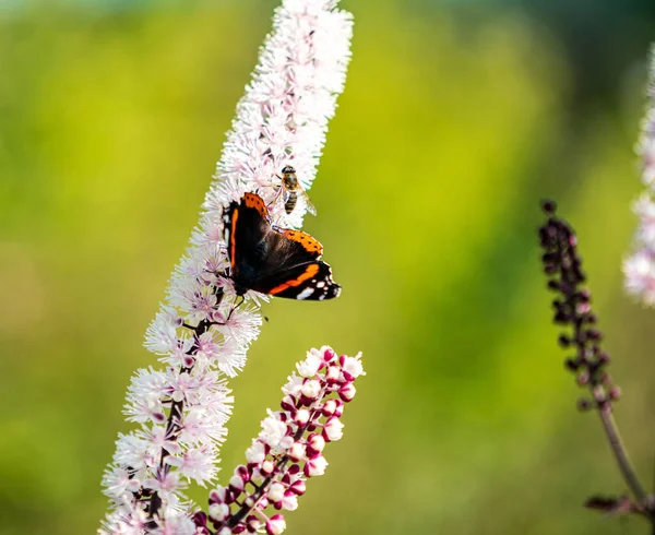チミチフガ クローズアップの蝶 — ストック写真