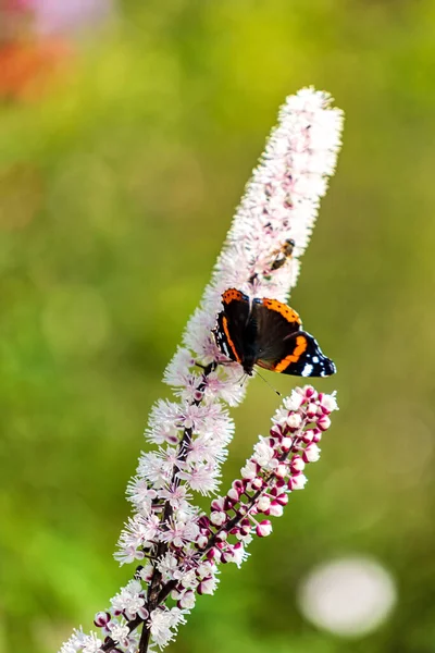 Butterfly Cimicifuga Closeup — Stock Photo, Image