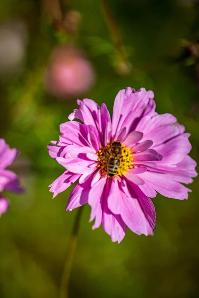 Cosmos Fleur Dans Jardin — Photo