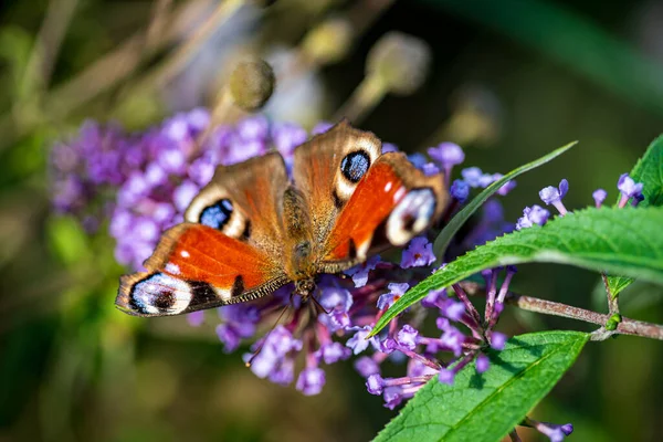 Butterfly Blue Buddleja Davidii — Stock Photo, Image